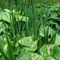 Petasite hybridus 'Variegatus'